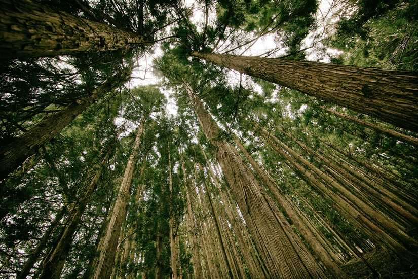 Trees